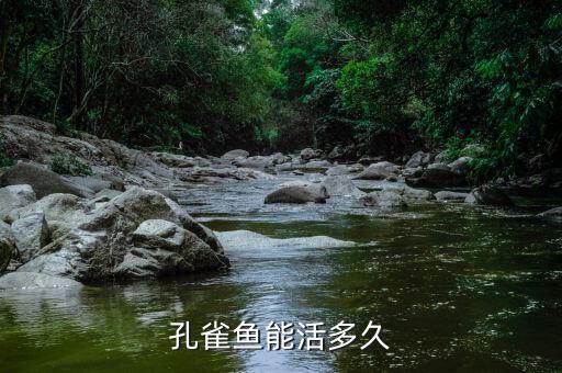 孔雀鱼寿命，孔雀鱼能活几年