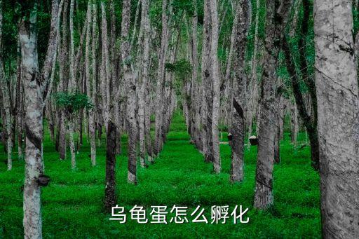 乌龟蛋怎么孵化