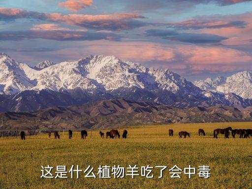 这是什么植物羊吃了会中毒
