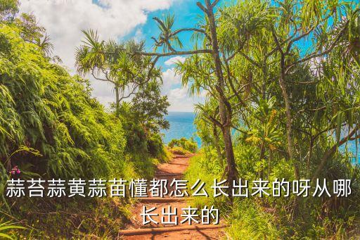 蒜苔蒜黄蒜苗懂都怎么长出来的呀从哪长出来的