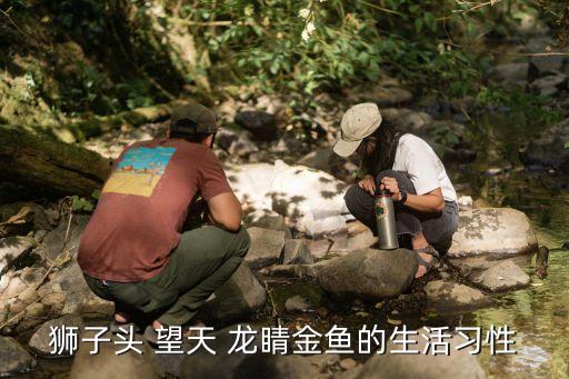 狮子头 望天 龙睛金鱼的生活习性