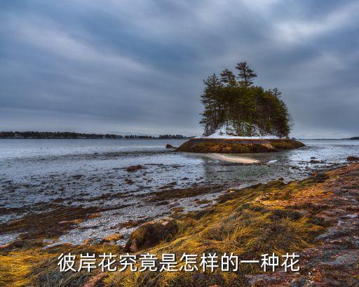彼岸花究竟是怎样的一种花