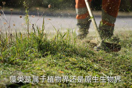 藻类属于植物吗，藻类是不是植物