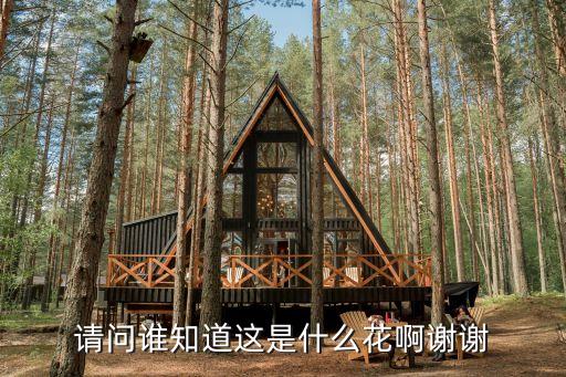 请问谁知道这是什么花啊谢谢