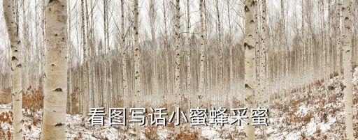 看图写话小蜜蜂采蜜