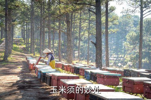 玉米须的妙处