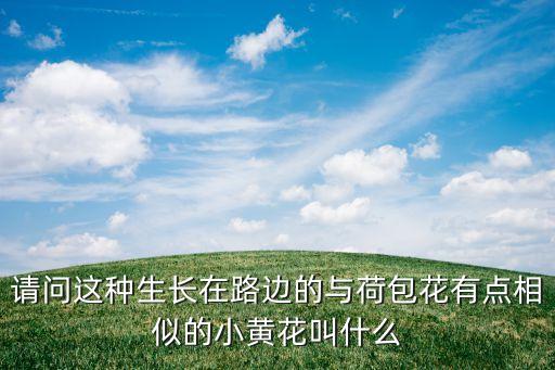 请问这种生长在路边的与荷包花有点相似的小黄花叫什么