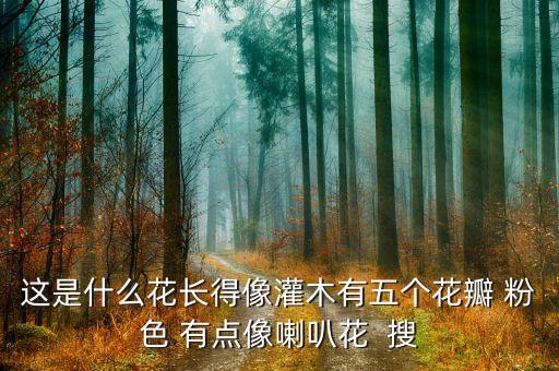 这是什么花长得像灌木有五个花瓣 粉色 有点像喇叭花  搜