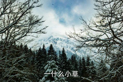 一什么草，量词一什么水草