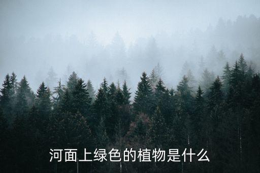 水金英，河面上的植物叫什么