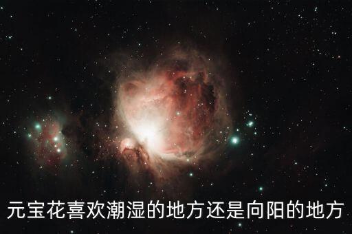 元宝花，元宝花有毒吗 适合家庭在室内种植吗