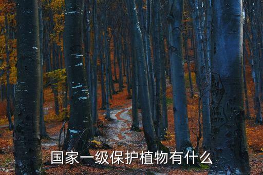 国家一级保护植物有什么