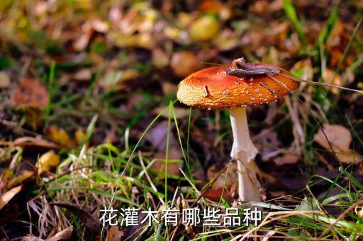 花灌木有哪些品种