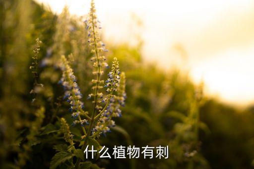 长刺的植物，长满刺的植物有哪些