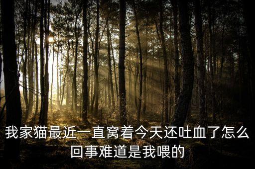 猫吐血怎么回事，猫吐血了怎么回事