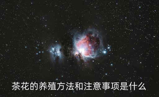 茶花的养殖方法和注意事项是什么