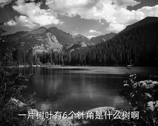 一片树叶有6个针角是什么树啊