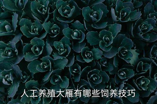 大雁养殖，大雁养殖需要注意哪些