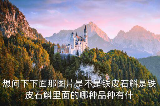 想问下下面那图片是不是铁皮石斛是铁皮石斛里面的哪种品种有什