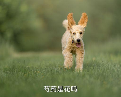 芍药是花吗，什么是芍药呀