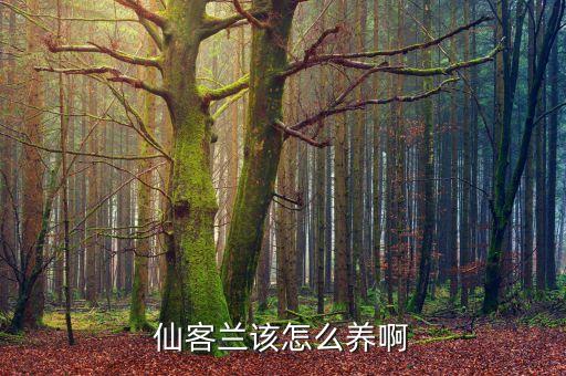 仙客，仙客是什么样子的