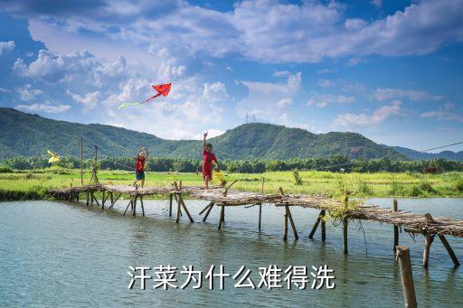 血苋，这种紫叶绿边植物叫什么
