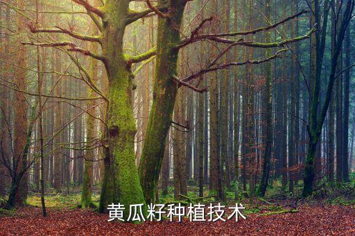 黄瓜种子怎么种，有谁知道怎么种植黄瓜