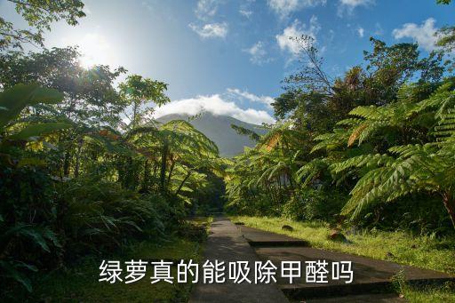 绿萝真的能吸除甲醛吗