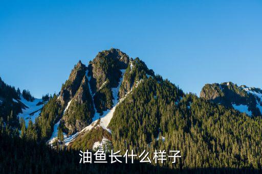 油鱼长什么样子