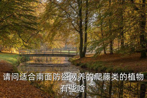 爬藤类植物，急急急 请问谁知道这是什么爬藤植物 叫什么名 谢谢