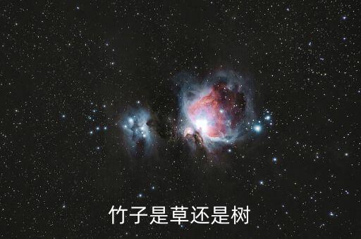 竹子是草还是树