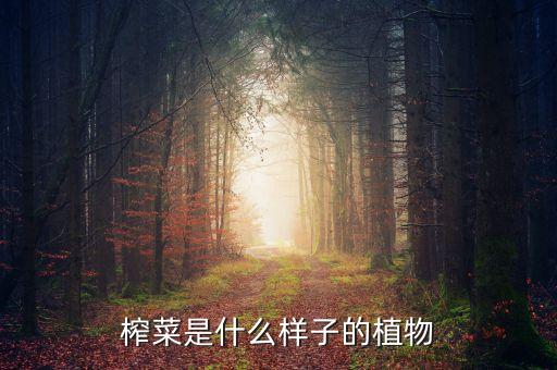 榨菜，榨菜是什么样子的植物
