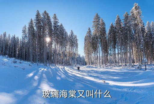 玻璃海棠又叫什么