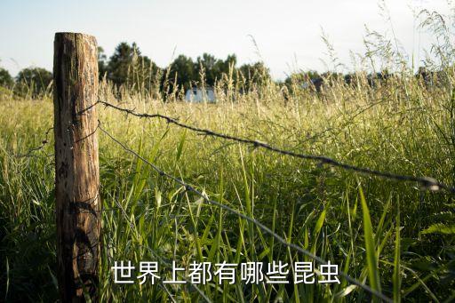 世界上都有哪些昆虫