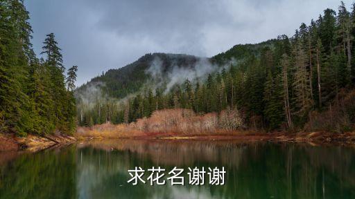 求花名谢谢
