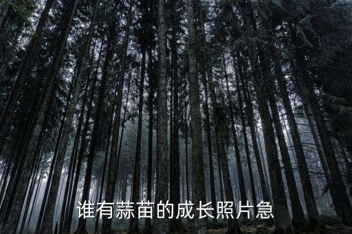 蒜苗生长过程图片，蒜长芽如何长成蒜苗