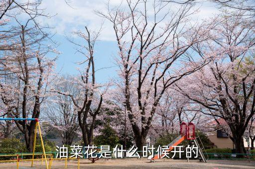 油菜花什么时候开，油菜花什么季节开