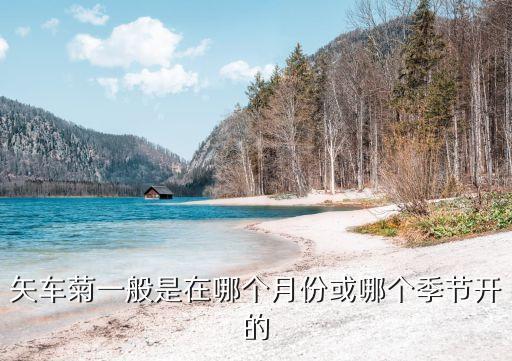矢车菊一般是在哪个月份或哪个季节开的