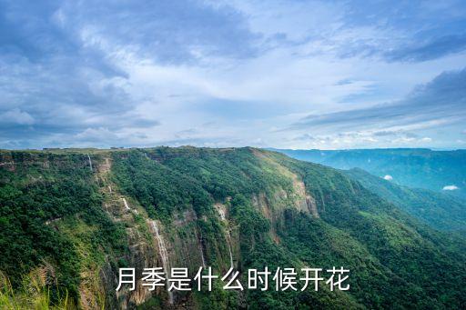 月季是什么时候开花