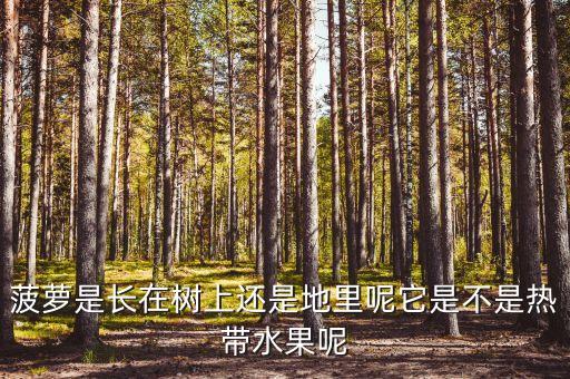 菠萝是热带水果吗，菠萝是热带水果吗