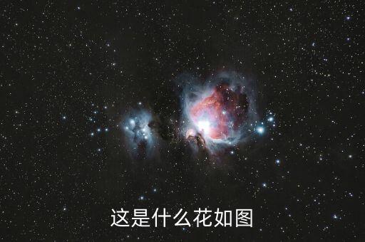 这是什么花如图