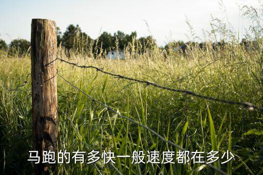 马的时速，马跑的有多快一般速度都在多少
