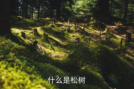 什么是松树