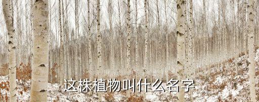毛花柱，毛花柱 飞碟 哪个淘宝店有的卖