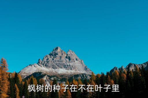 枫树种子，枫树的种子在不在叶子里