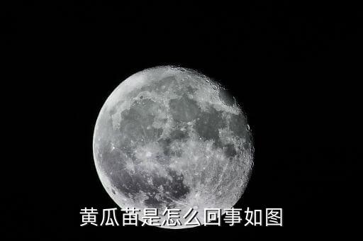 黄瓜幼苗图片，黄瓜身上长叶是什么原因造成的如图