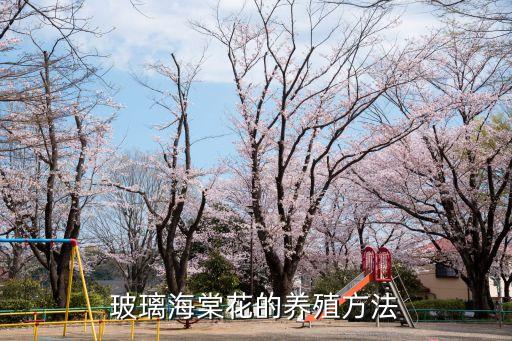 玻璃海棠，玻璃海棠又叫什么