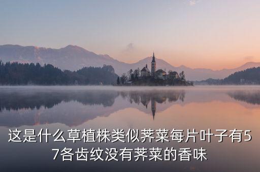 这是什么草植株类似荠菜每片叶子有57各齿纹没有荠菜的香味
