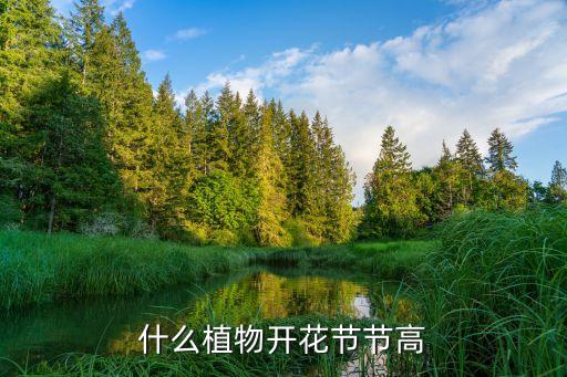 节节高植物，什么植物开花节节高