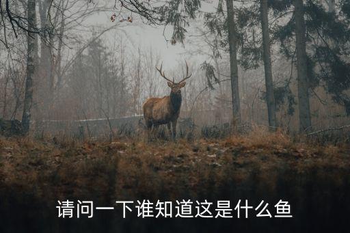 请问一下谁知道这是什么鱼